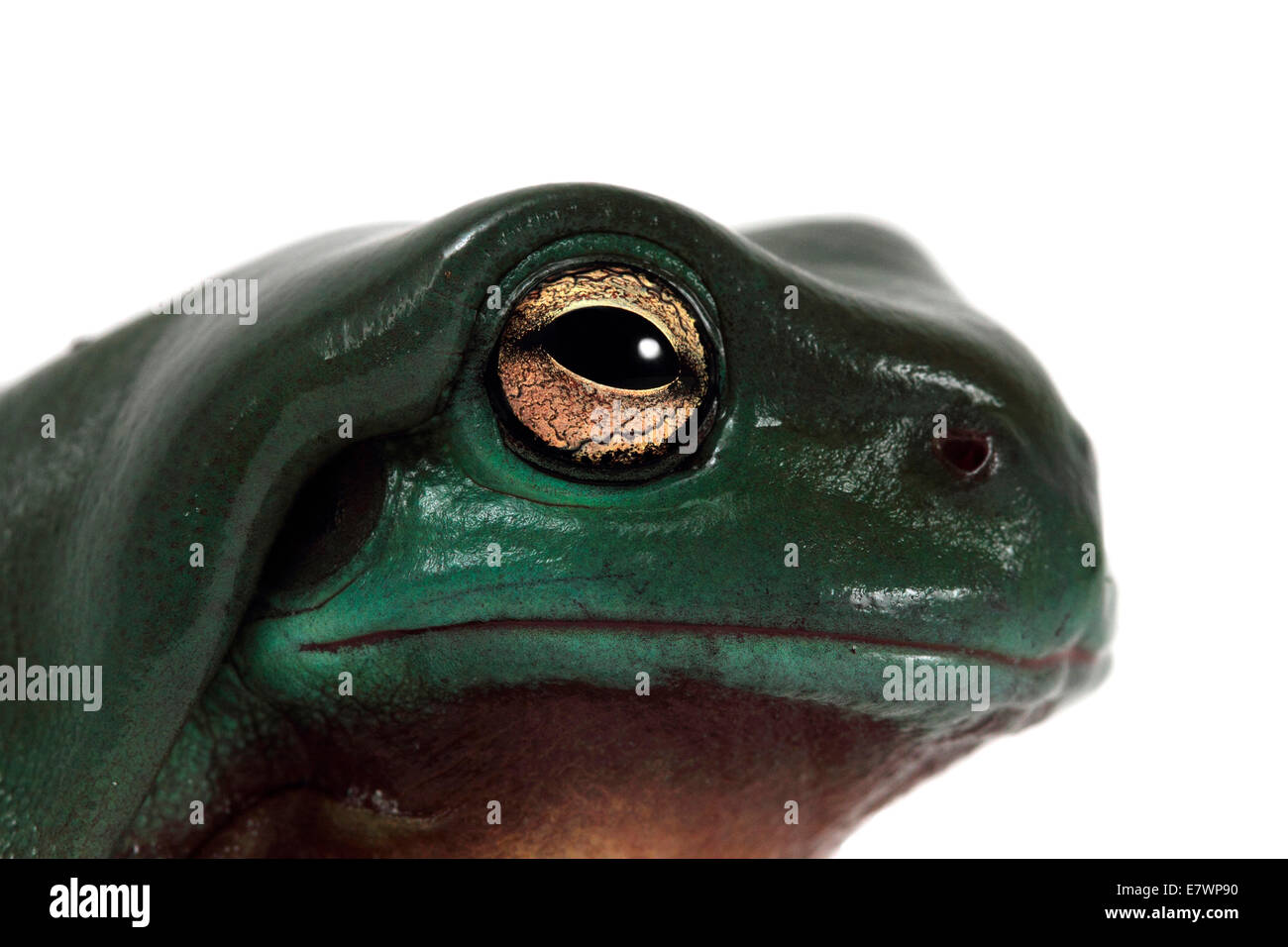 Dolce ranocchio verde (Litoria gracilenta) Foto Stock