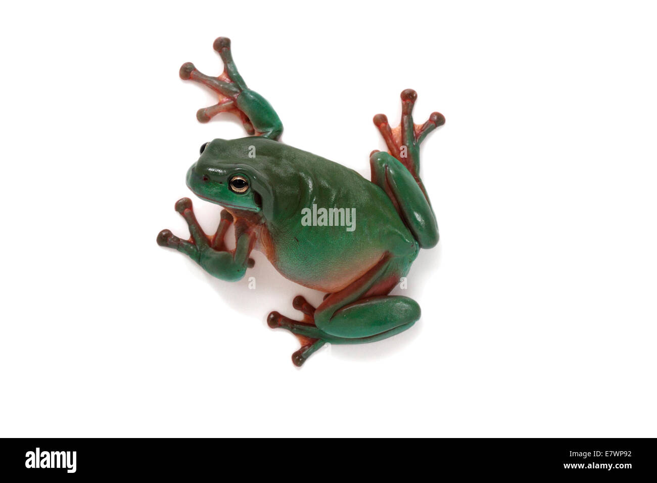 Dolce ranocchio verde (Litoria gracilenta) Foto Stock