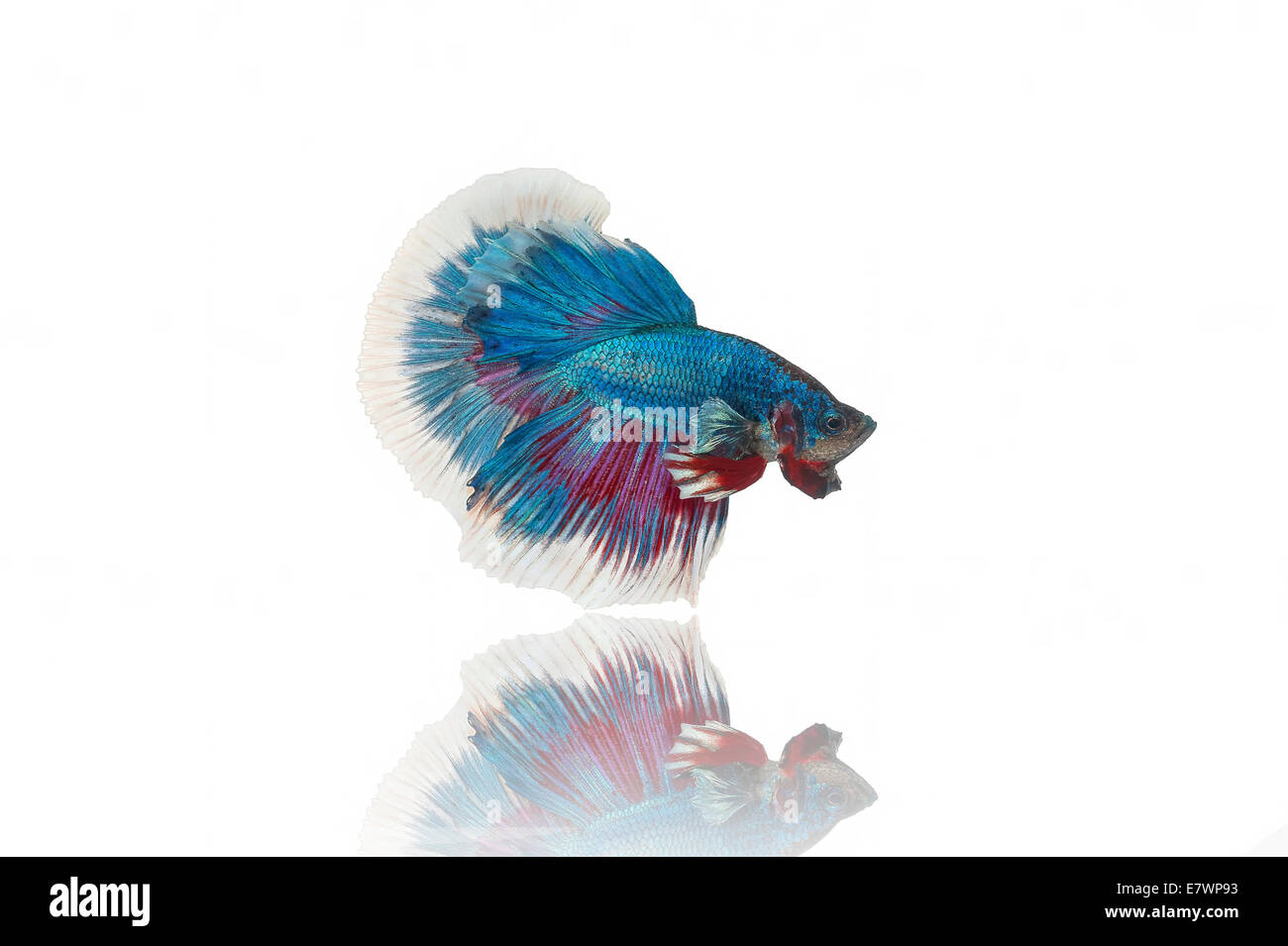 Azione, attivo, aggressivo, animale, aquarium, acquatico, asiatici, sfondo, bella, bellezza, betta, nero, corpo vicino, colore Foto Stock