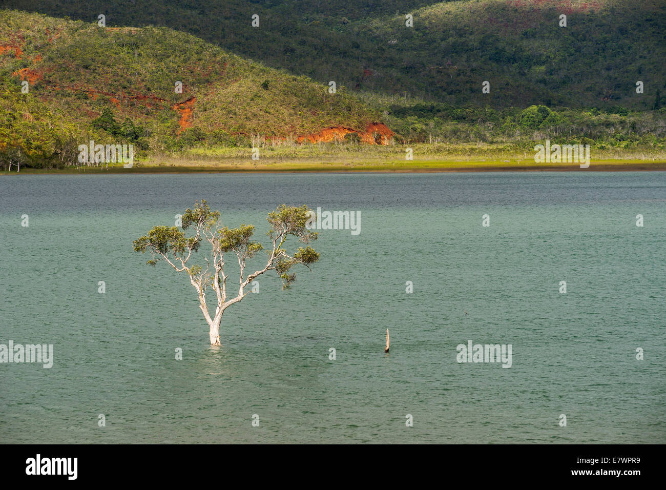 Albero ribassato, Forêt Noyée, sulla diga Yaté, Lac de Yaté, provincia sud, Grande Terre, Nuova Caledonia Foto Stock