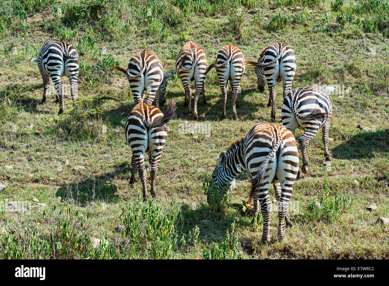 Zebre (Equus quagga), pascolo del bestiame, vista posteriore, il Masai Mara riserva nazionale Serengeti, Rift Valley Provincia, Kenya Foto Stock