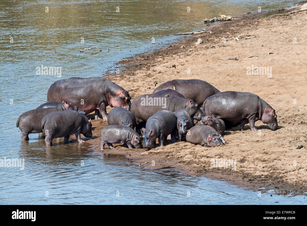 Ippopotami (Hippopotamus amphibius), fiume di Mara, il Masai Mara riserva nazionale, Kenya Foto Stock