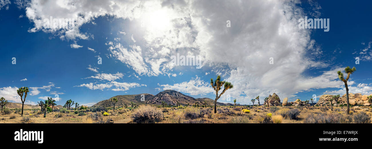 Panorama di orrore rocce con alberi di Joshua o Palm Tree Yucca (Yucca brevifolia) e un cielo nuvoloso, Joshua Tree National Park Foto Stock