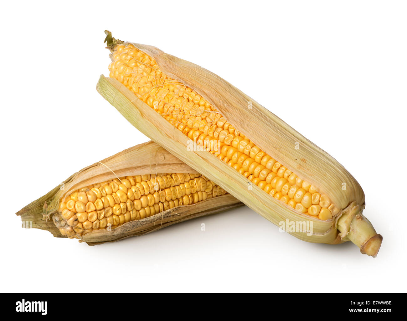 Due spighe di grano isolato su uno sfondo bianco Foto Stock