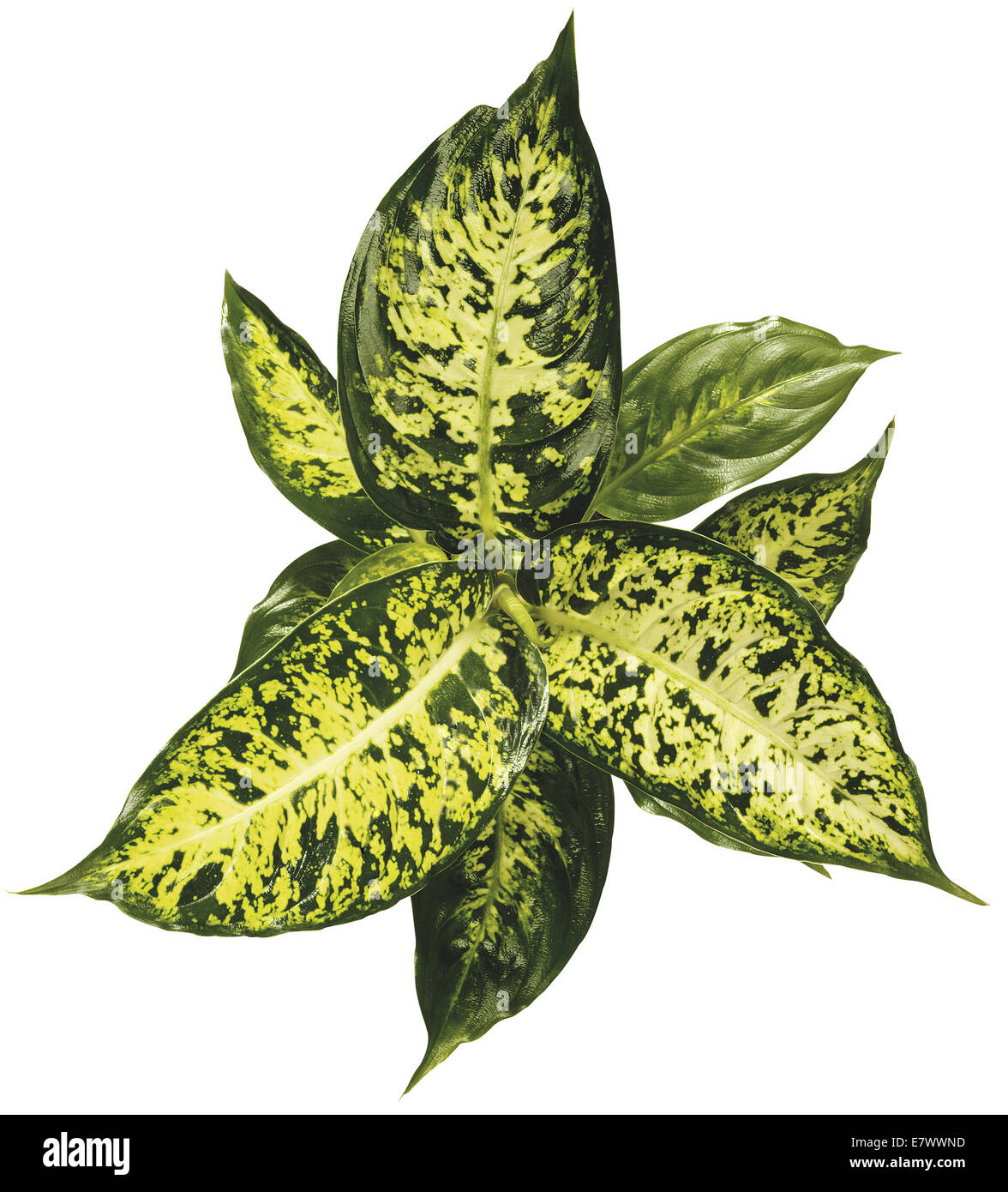 Dieffenbachia verde Foto Stock