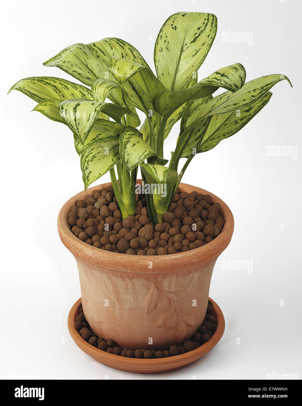 Dieffenbachia in vaso Foto Stock