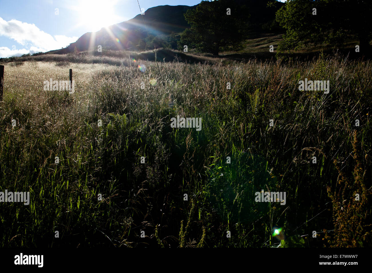 Di sera si illumina di sole sulle erbe in campagna Foto Stock