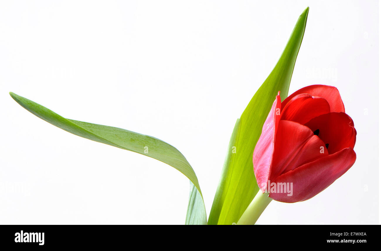 Red tulip Foto Stock
