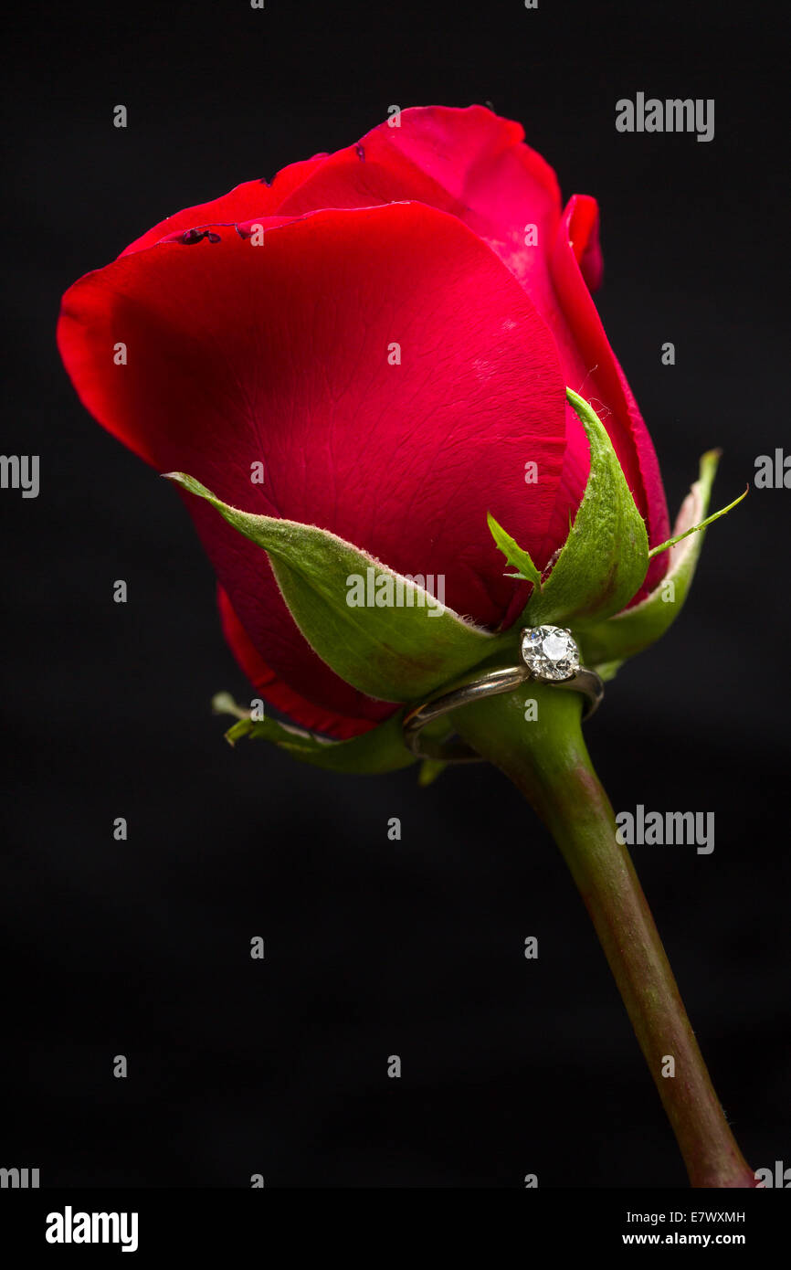 Il regalo perfetto per San Valentino, un anello di fidanzamento su una rosa rossa Foto Stock