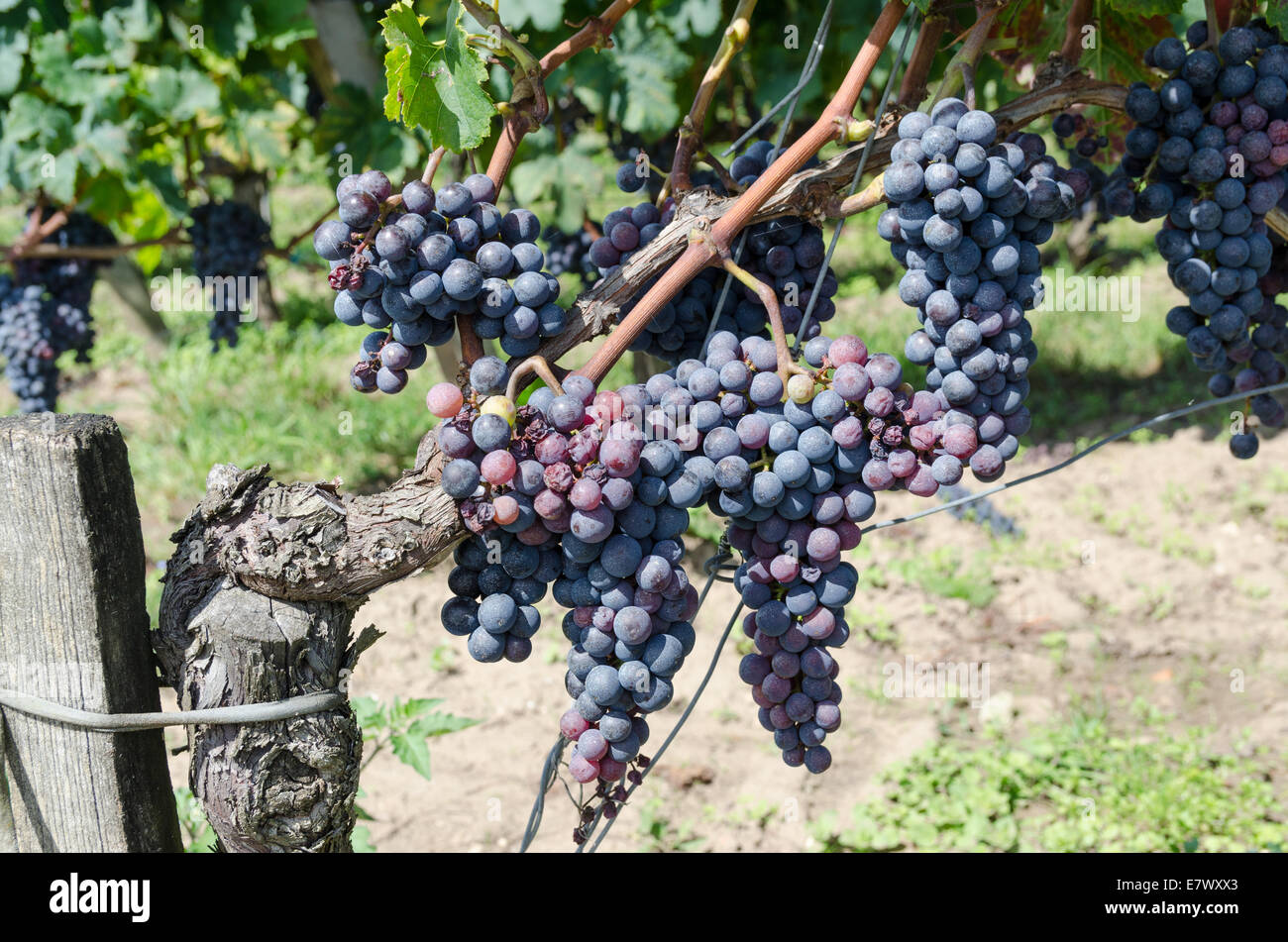 I grappoli di quasi mature uva appeso su vite in St Emilion regione di Bordeaux Foto Stock
