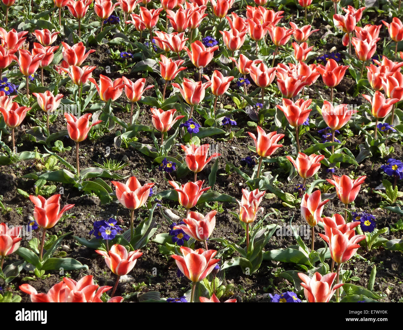 Vista del letto di fiori in una giornata di sole. Foto Stock