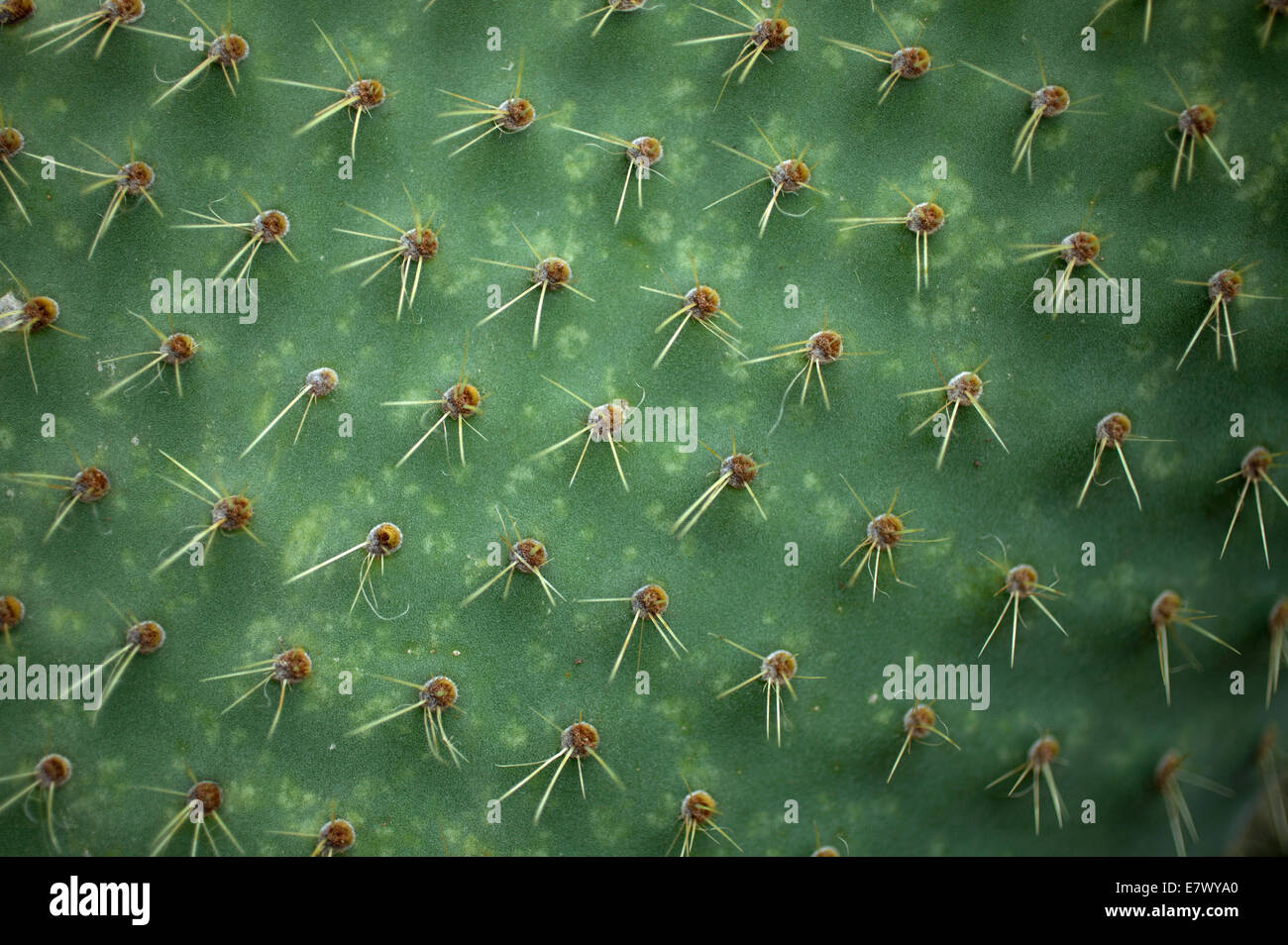 Cactus in Wirikuta, Real de Catorce, San Luis Potosí. Wirikuta è un luogo sacro per i Wirrarika indiani Huichol Foto Stock