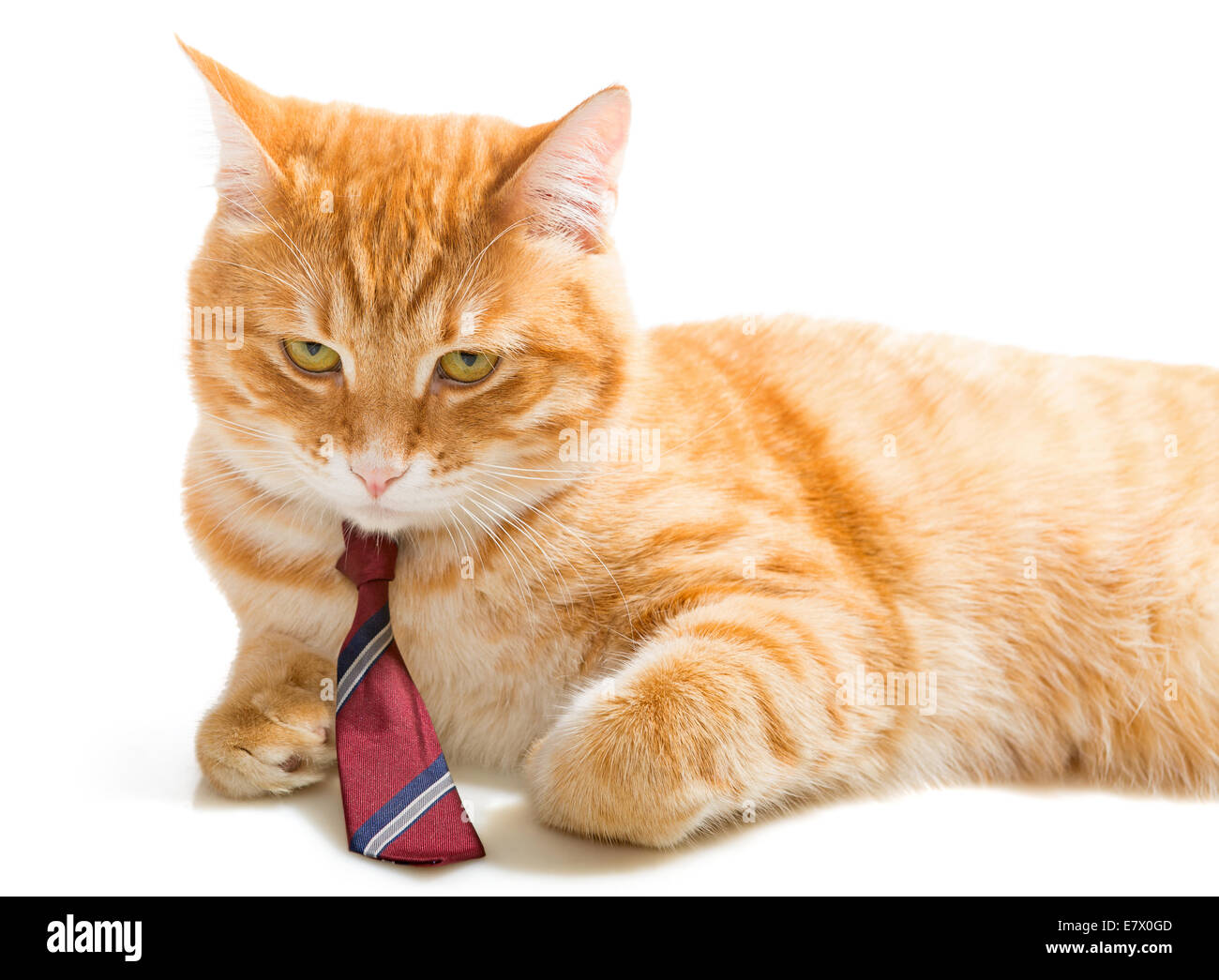 Molto grave gatto arancione con una cravatta rossa Foto stock - Alamy