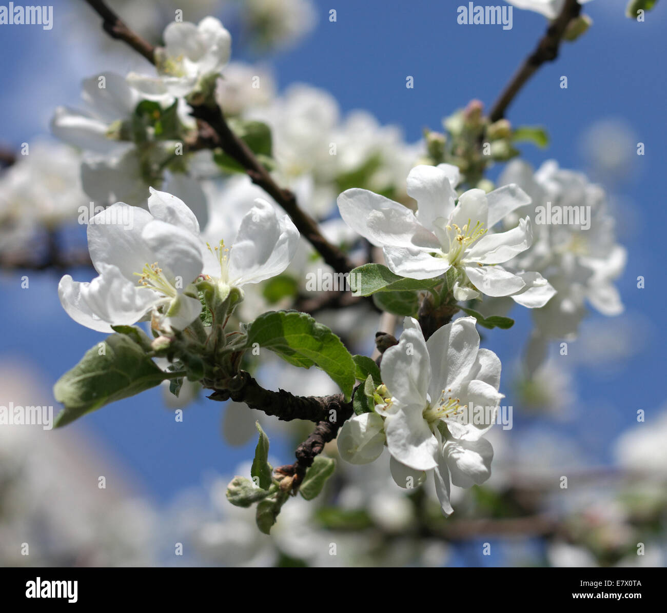 Fiore di Apple a molla Foto Stock