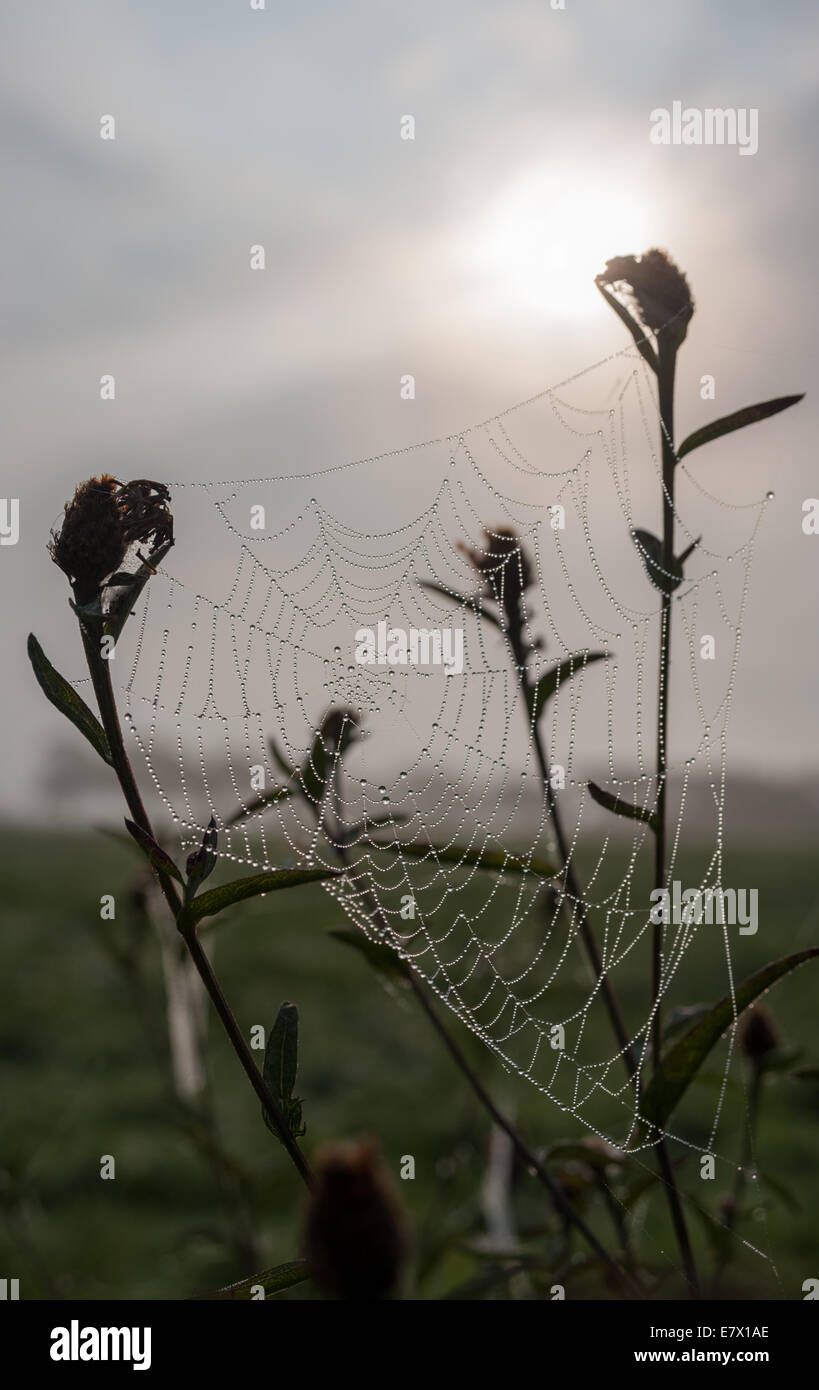La mattina presto la rugiada si assesta su una tela di ragno dopo una notte fredda in autunno, West Wales, Regno Unito. Foto Stock