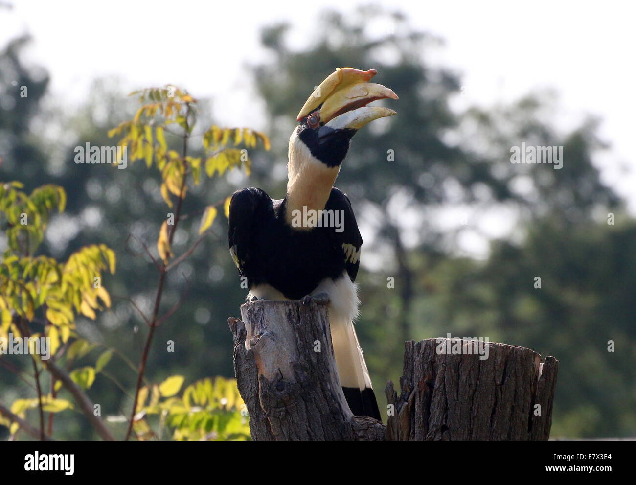 Grande hornbill indiano (Buceros simum) a.k.a. grande pied hornbill Foto Stock