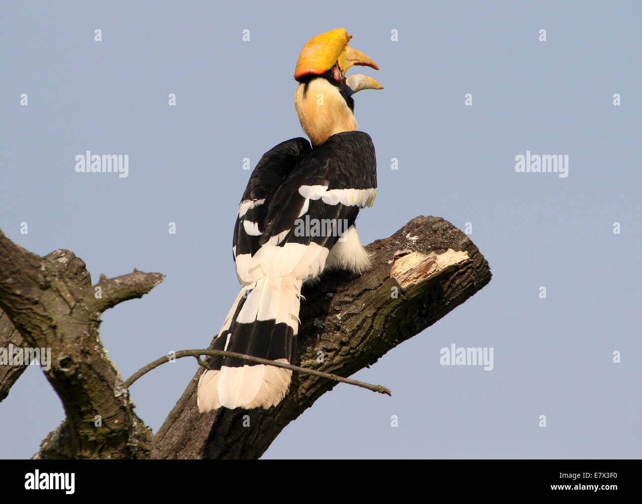 Grande hornbill indiano (Buceros simum) a.k.a. grande pied hornbill Foto Stock