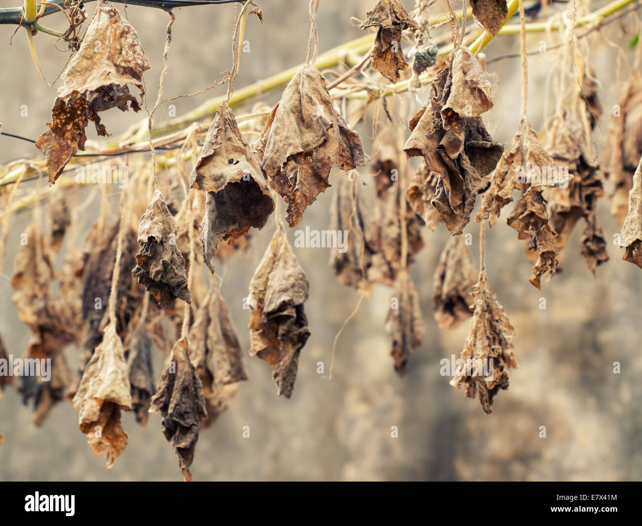 Foglie secche sono appesi alla parte anteriore di un grunge background. Foto Stock