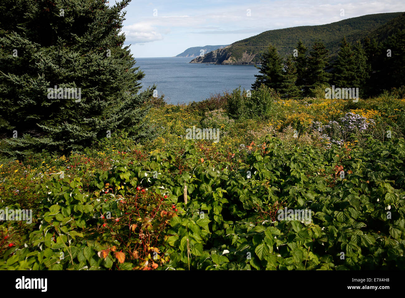 Carni Cove, Cape Breton Island, Nova Scotia, Canada Foto Stock