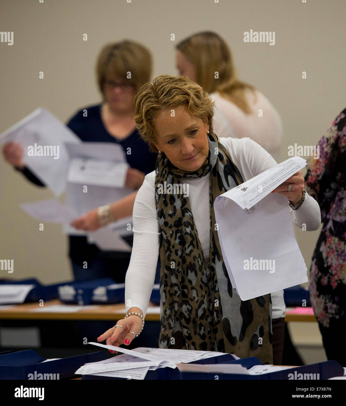 Scrutinio dei voti della carta vengono contate da contatori di voto durante le elezioni europee a Merthyr Tydfil. Foto Stock