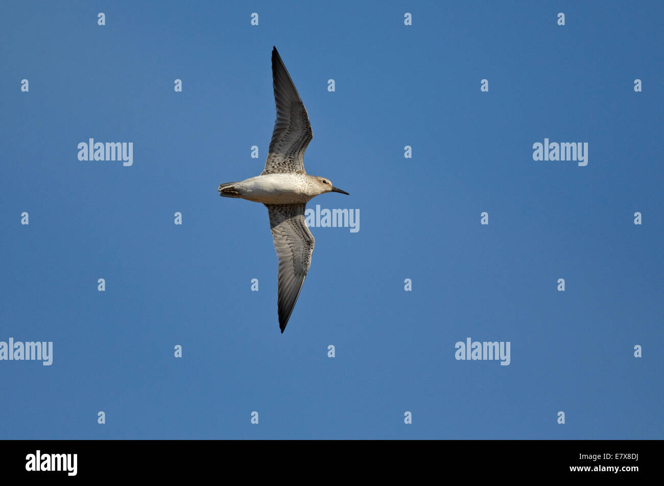 Nodi (Calidris canutus) in volo Foto Stock