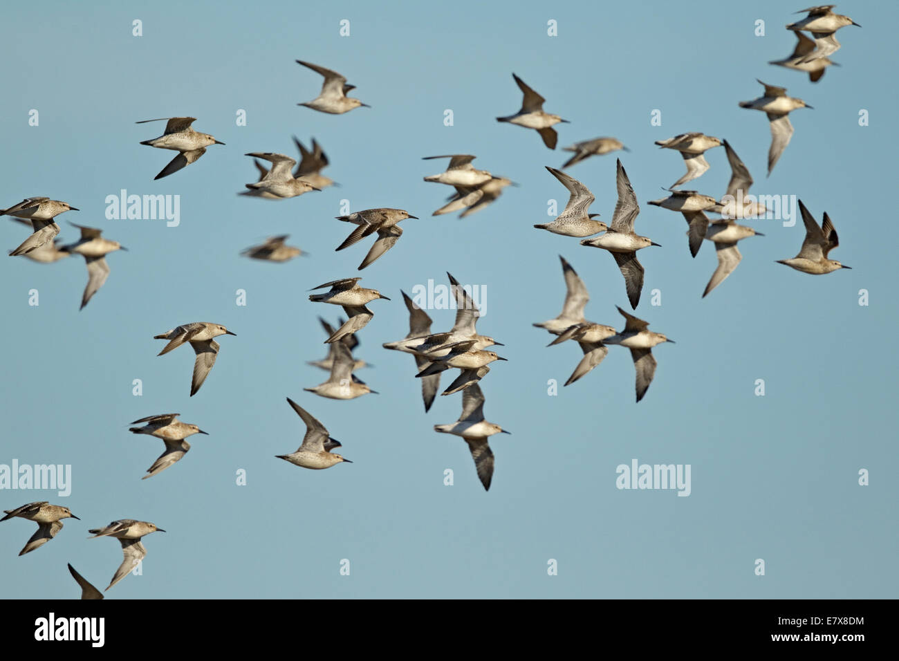 Nodi (Calidris canutus) in volo Foto Stock