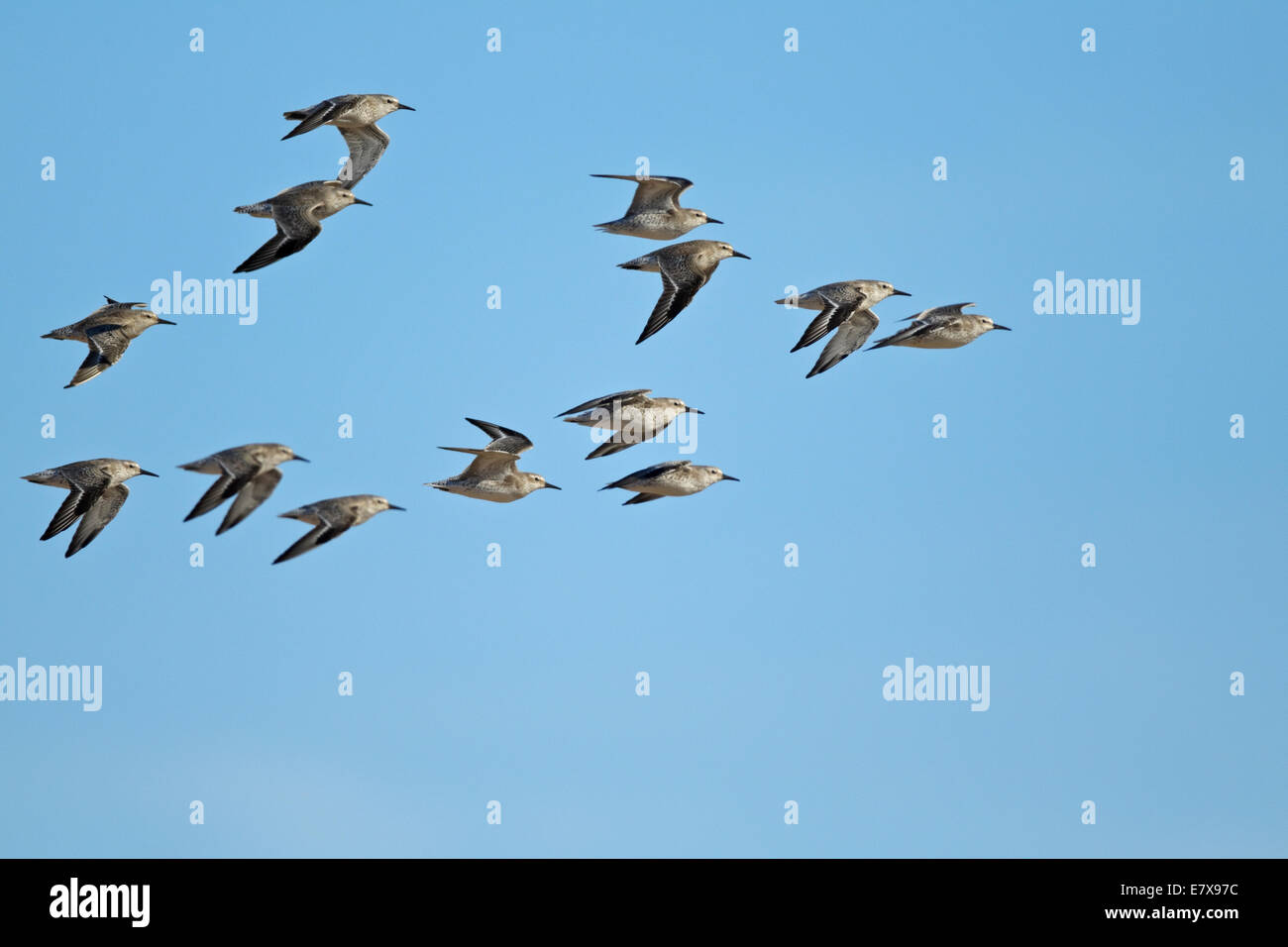 Nodi (Calidris canutus) in volo Foto Stock