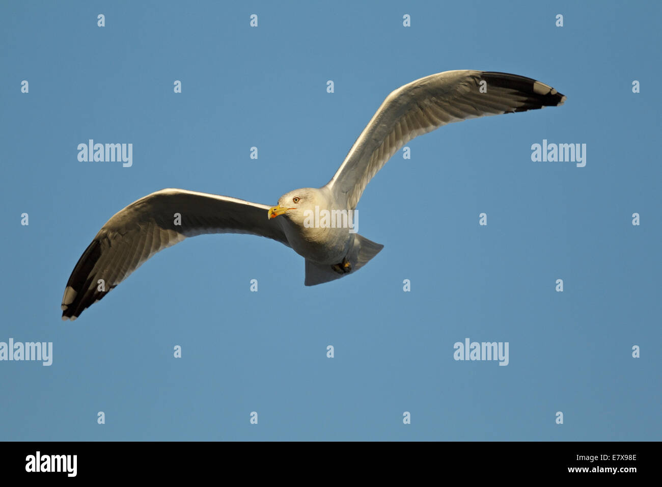 Western giallo-zampe (gabbiano Larus michahellis michahellis), Mediterraneo giallo-zampe, Gabbiano (Laridae), Foto Stock