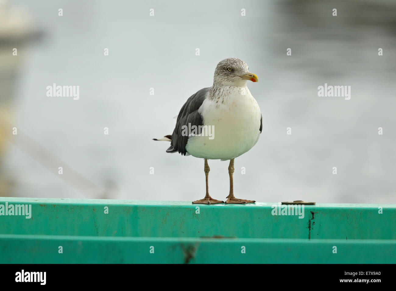 Lesser Black-backed Gull (Larus fuscus), per adulti Foto Stock