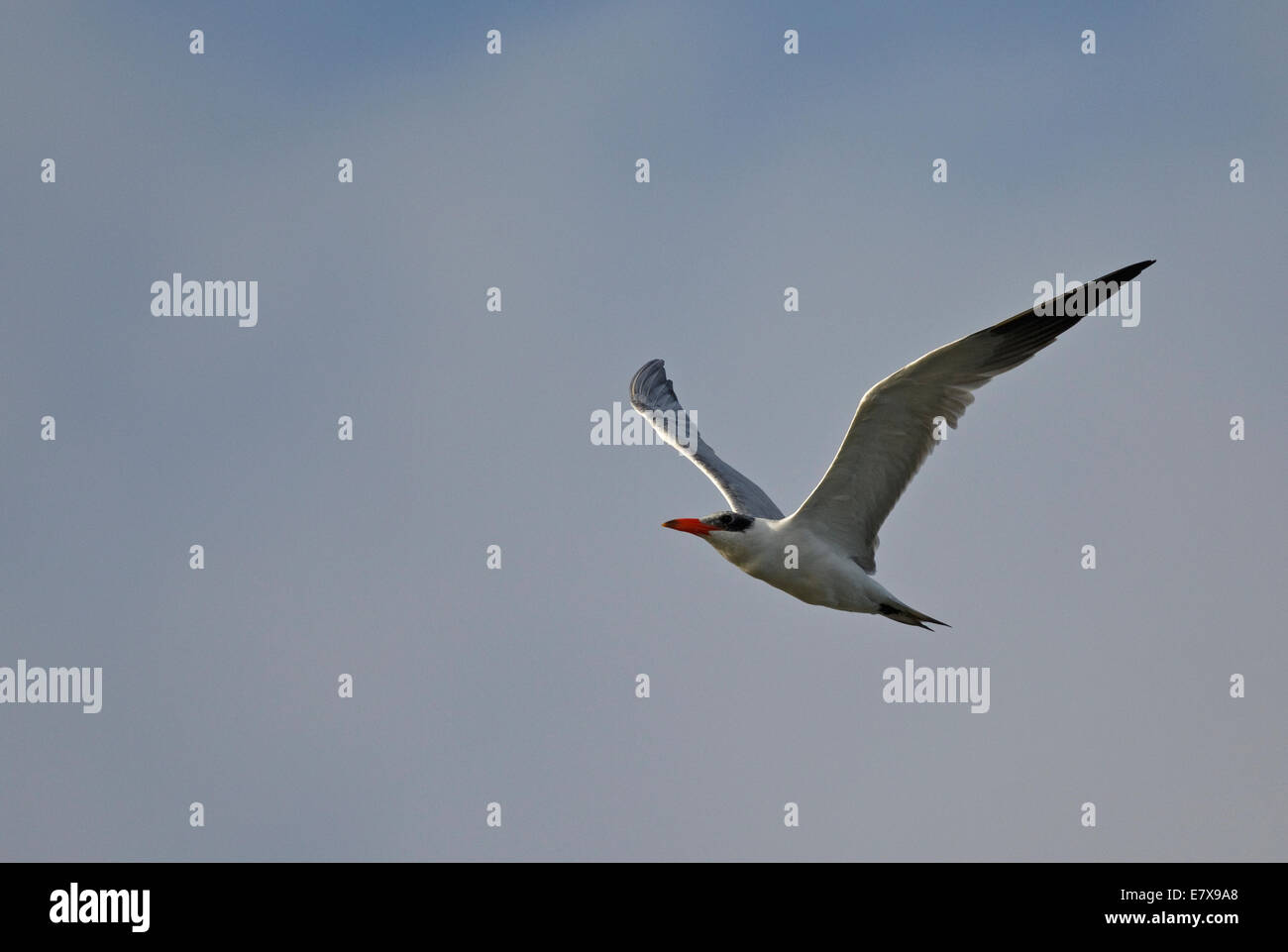 Caspian Tern in volo (Hydroprogne caspia), Caspian Tern Foto Stock