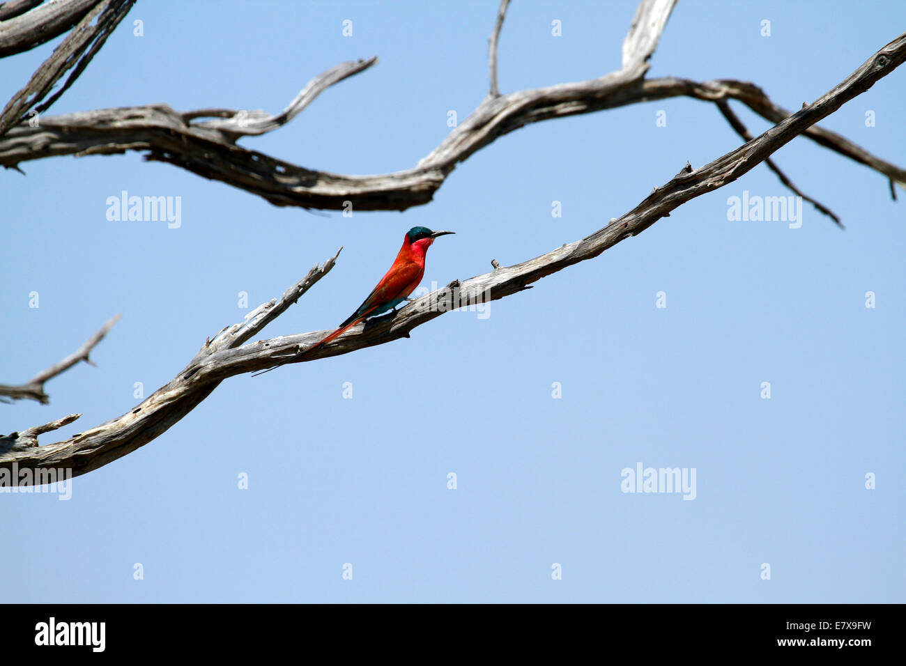 Avifauna africana la bella colorata Carmine bee eater arroccato su di un legno morto ramo, hanno una coda biforcuta & rosso vivo Foto Stock