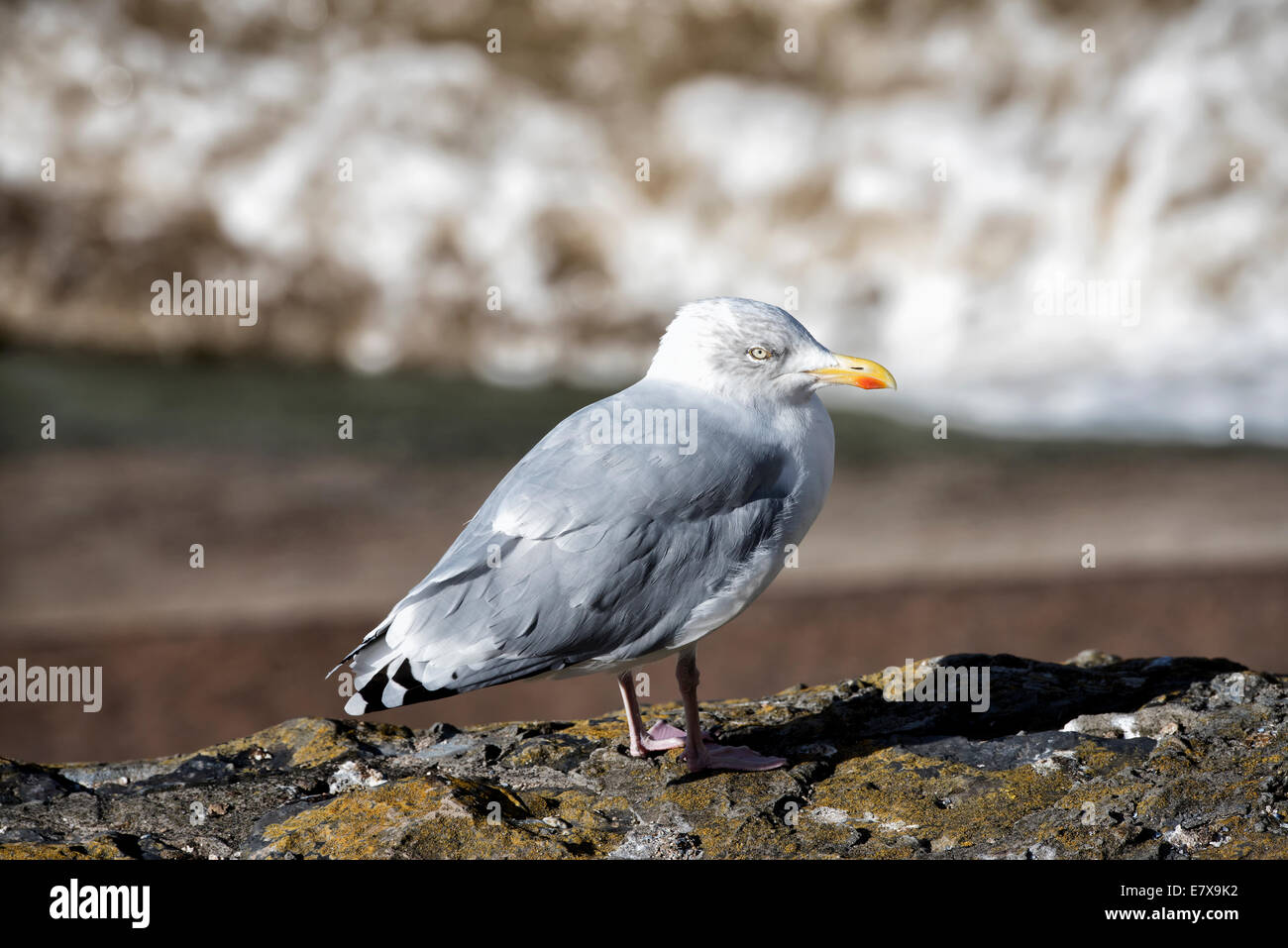Lesser black backed gull arroccata su una roccia Foto Stock