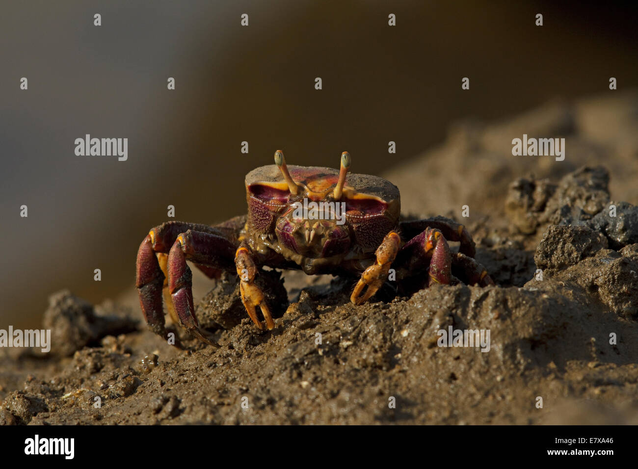 Unione fiddler crab (Uca tangeri), femmina, Cypodidae Foto Stock