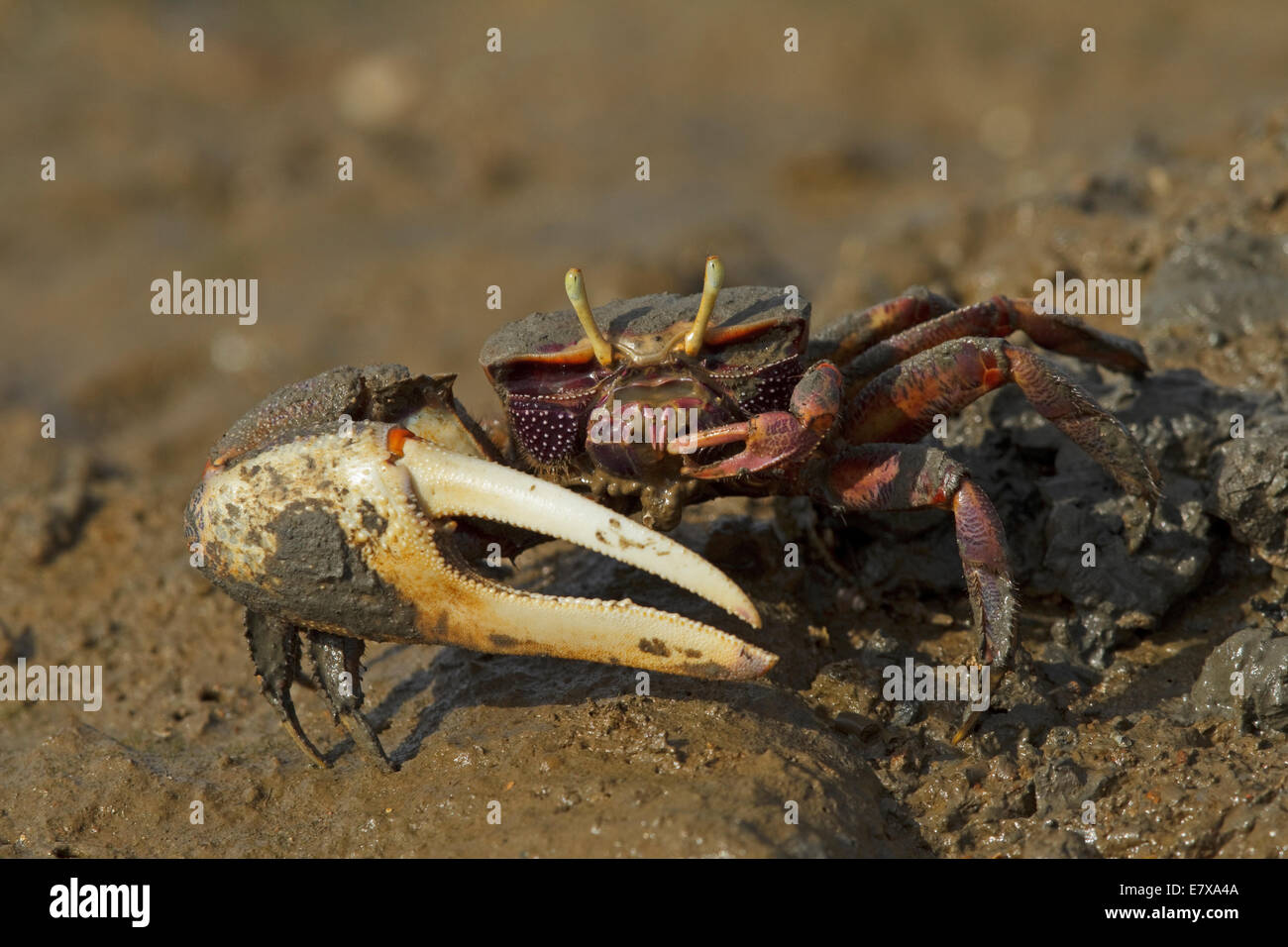 Unione fiddler crab (Uca tangeri), maschio, Cypodidae Foto Stock