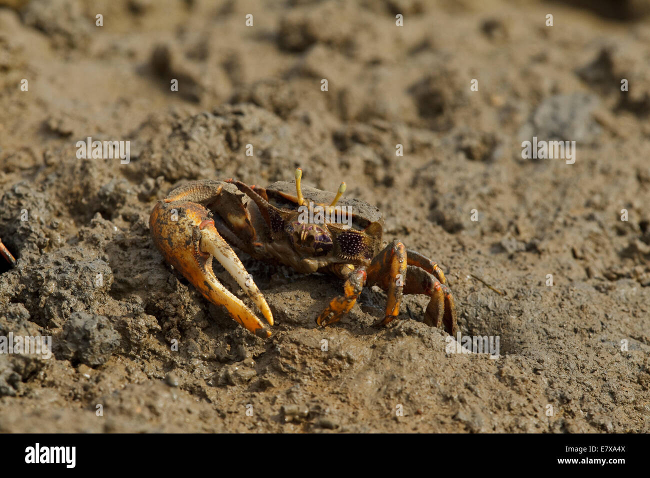 Unione fiddler crab (Uca tangeri), maschio, Cypodidae Foto Stock