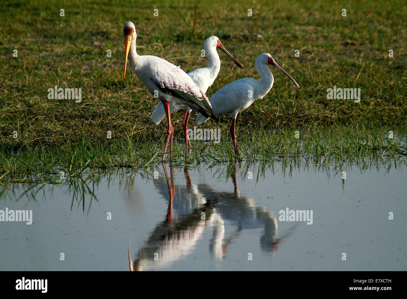 Avifauna africana, coppia di spatole & un grande giallo-fatturati stork lato acqua con riflessioni in piscina Foto Stock