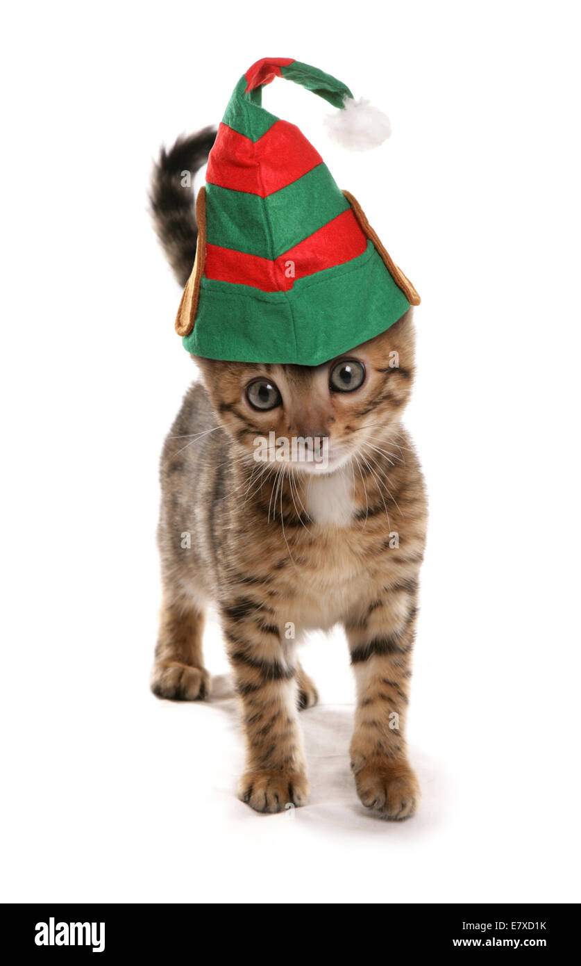 Cappello da elfo gatto immagini e fotografie stock ad alta risoluzione -  Alamy