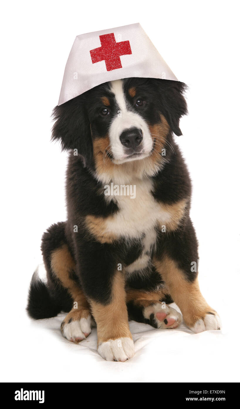 Montagna birmano cucciolo di cane che indossa un cappello infermiere Foto Stock