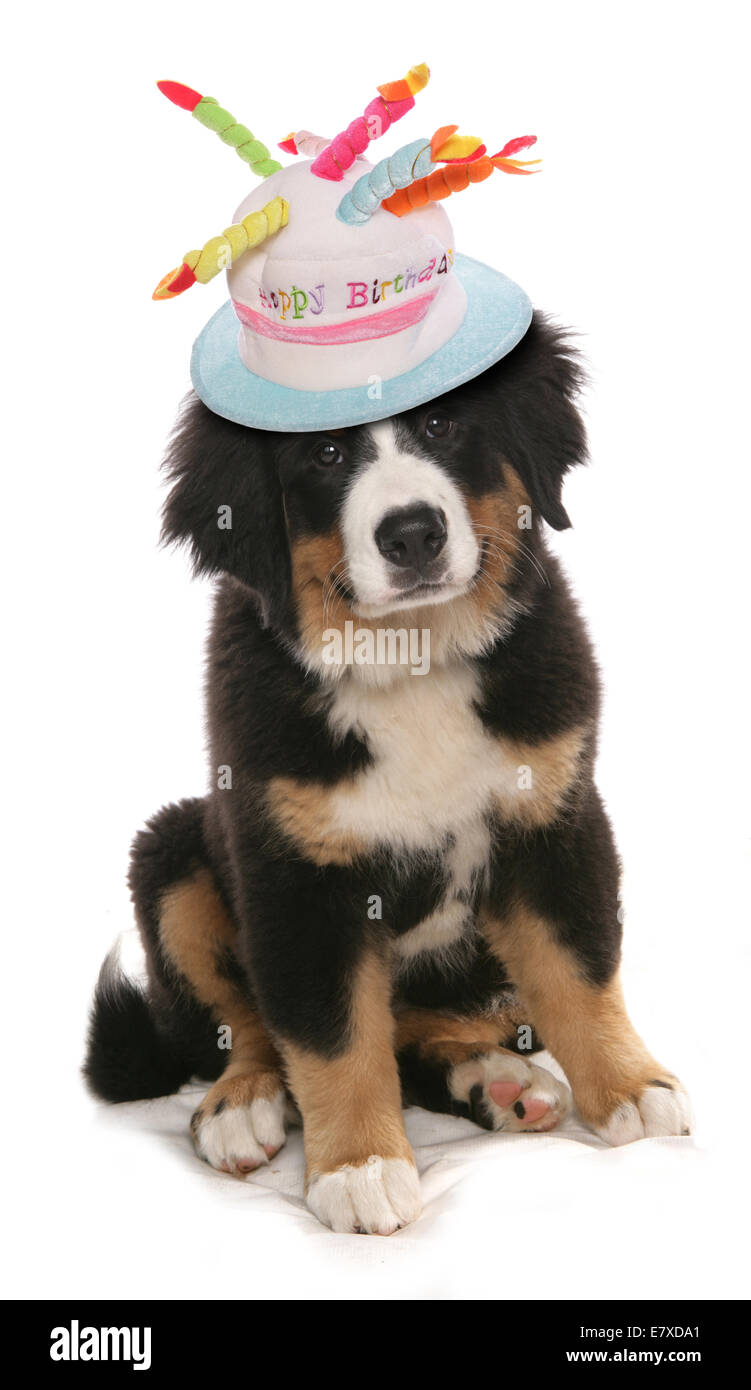 Montagna birmano cucciolo di cane con cappello di compleanno Foto stock -  Alamy