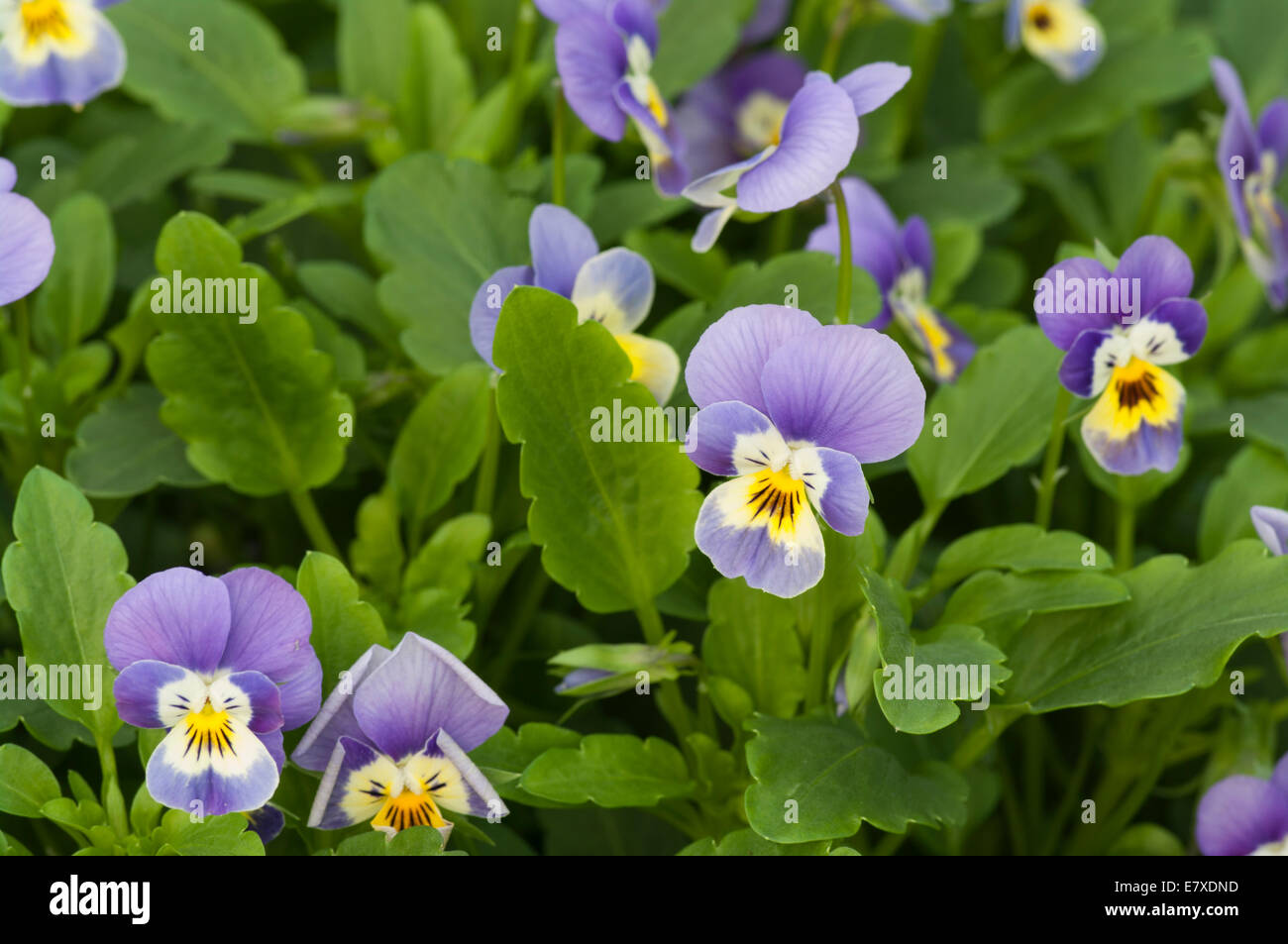 Azzurro Viole Foto Stock