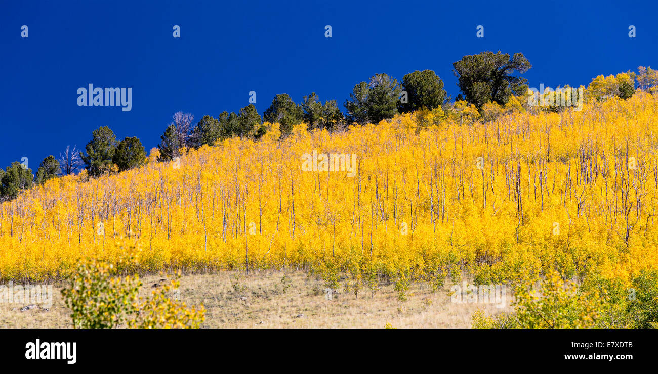 Caduta delle foglie con i colori autunnali, Aspen Ridge, Central Colorado, STATI UNITI D'AMERICA Foto Stock