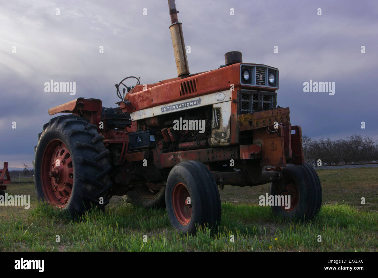 Un trattore internazionale con un campo e frutteto in background. Foto Stock