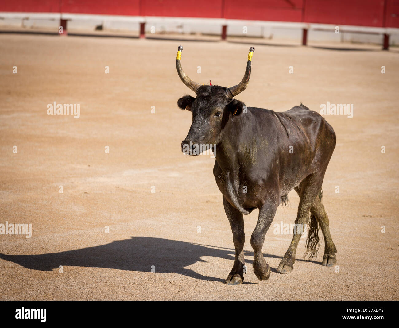 Un toro Camargue, Arles anfiteatro, Francia Foto Stock