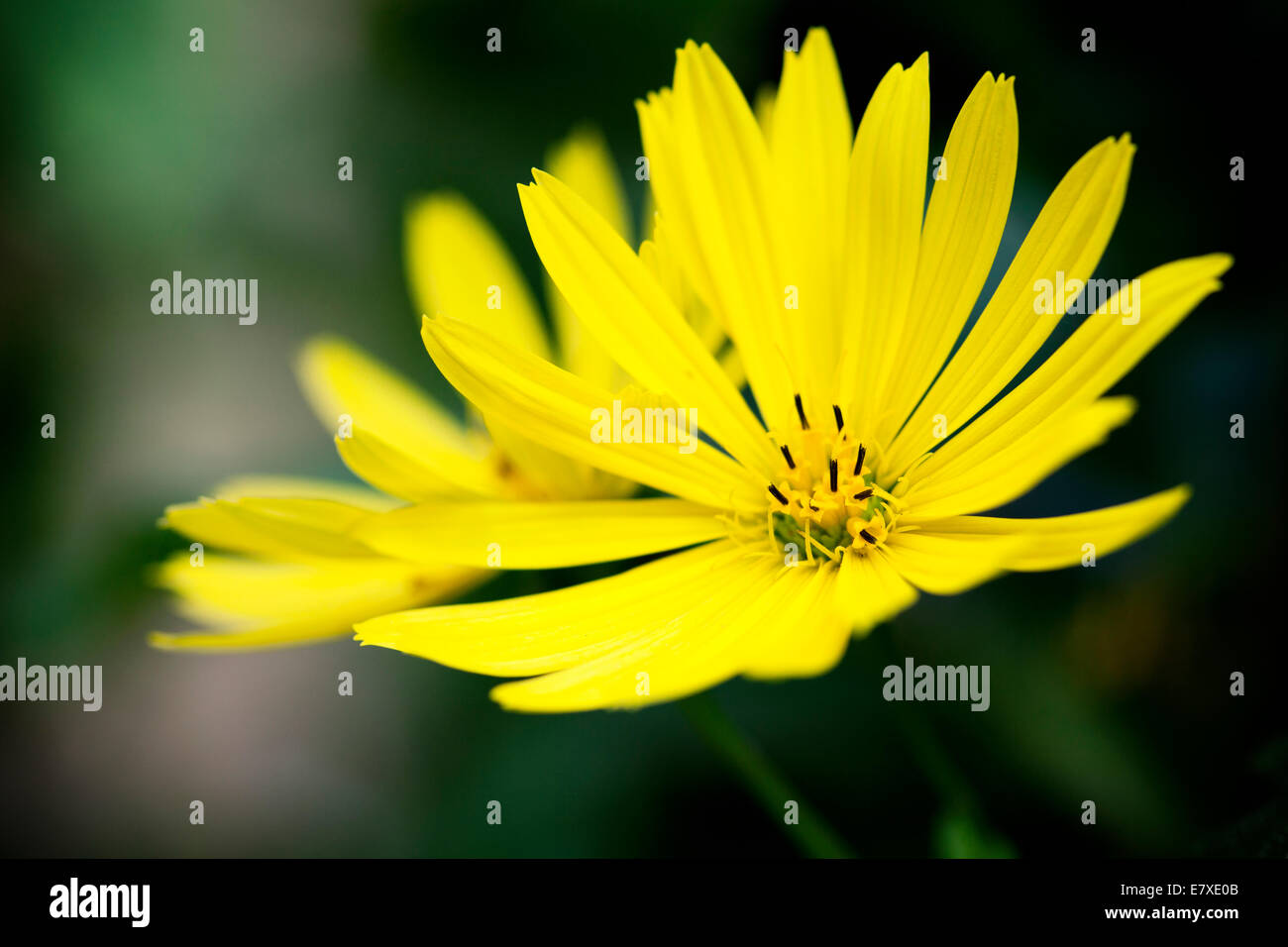 Fiore giallo la fotografia macro sfondo astratto Foto Stock