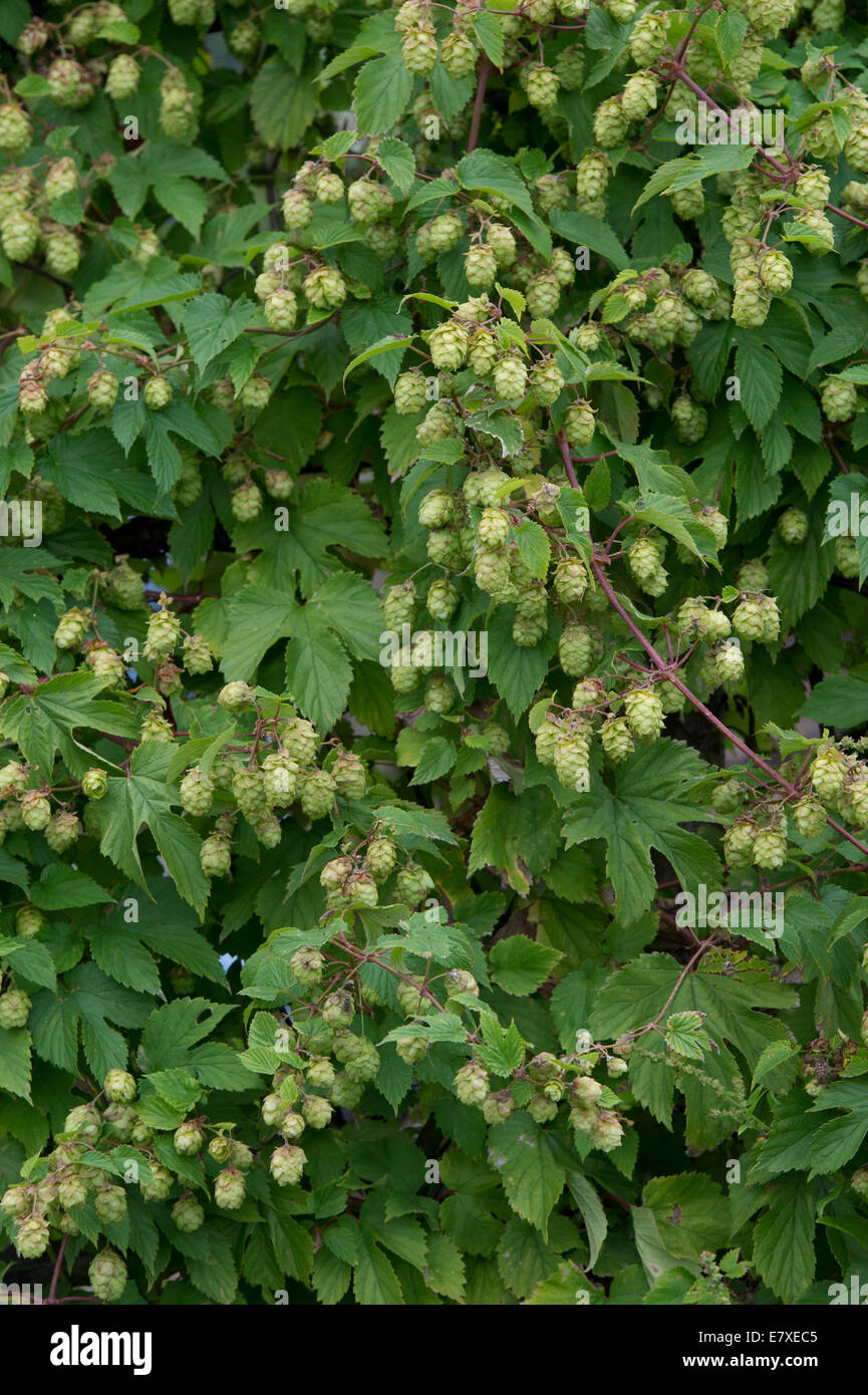 Humulus lupulus. Il luppolo sulla vite Foto Stock Humulus lupulus. Il luppolo sulla vite Foto Stock