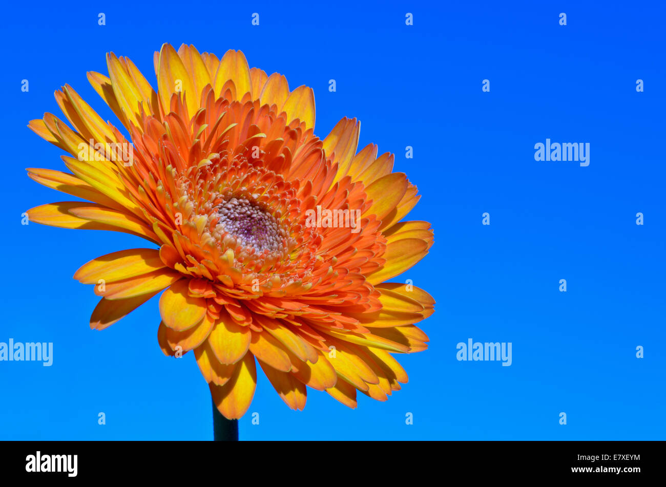 Orange Gerbera Jamesonii fiore sul cielo blu sullo sfondo Foto Stock
