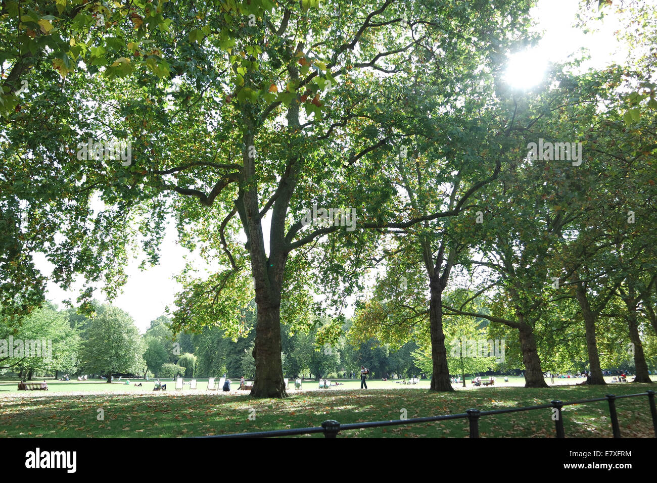 Le prime foglie di autunno sul pavimento di un percorso in un parco di Londra guardando il sole proveniente attraverso le foglie degli alberi Foto Stock