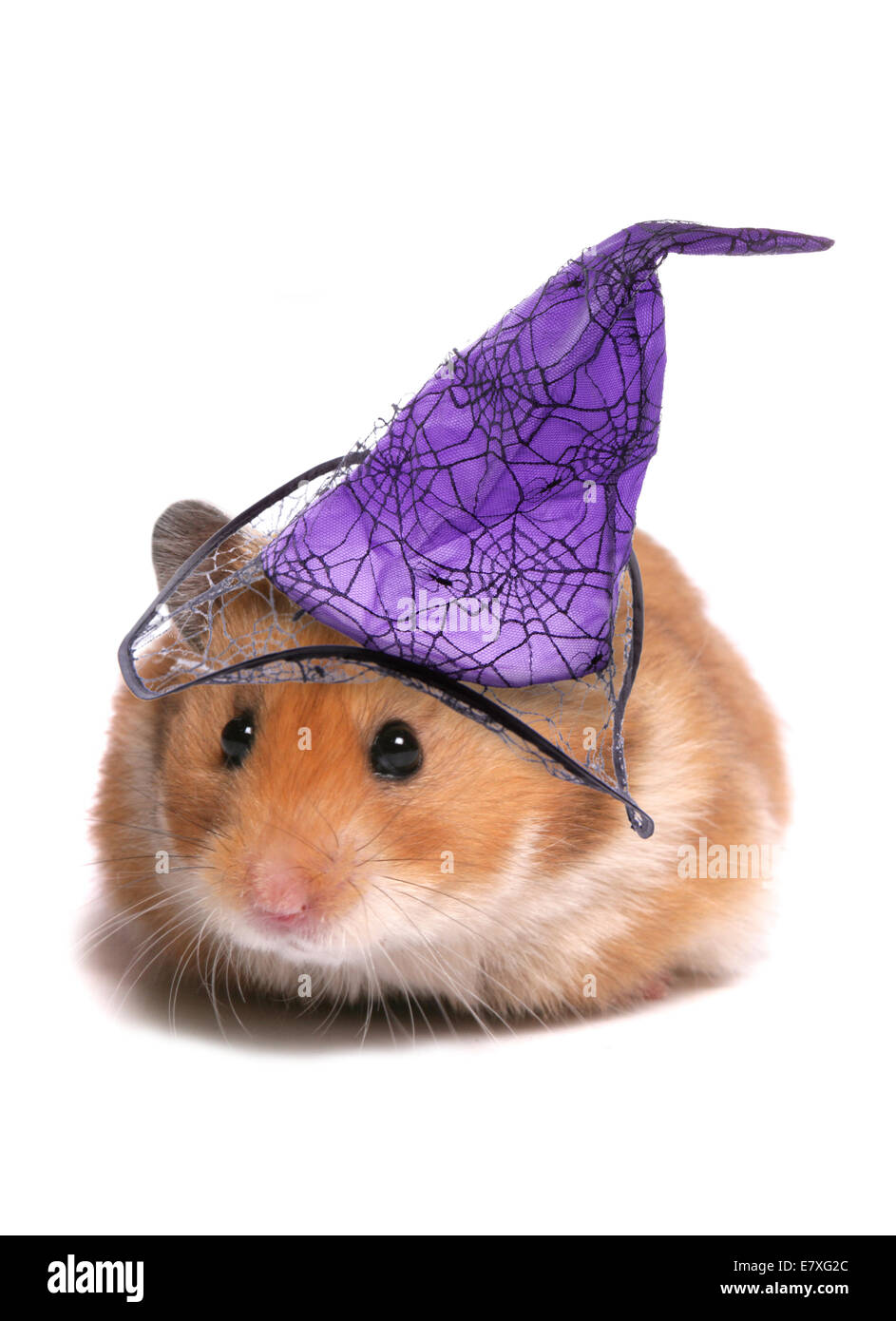 Criceti siriani in halloween hat Foto Stock