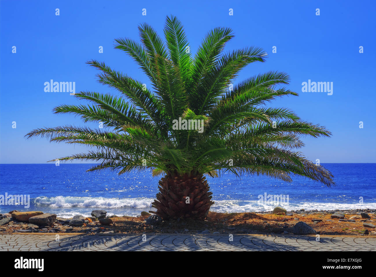 Palm tree sulla costa del mare Foto Stock