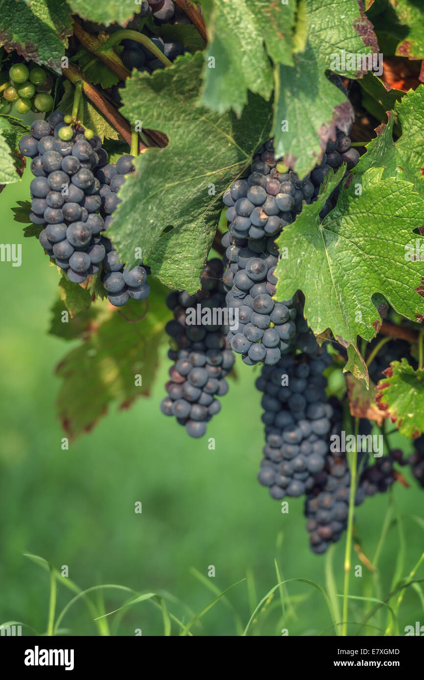 Uva blu filiale vicina fino Foto Stock